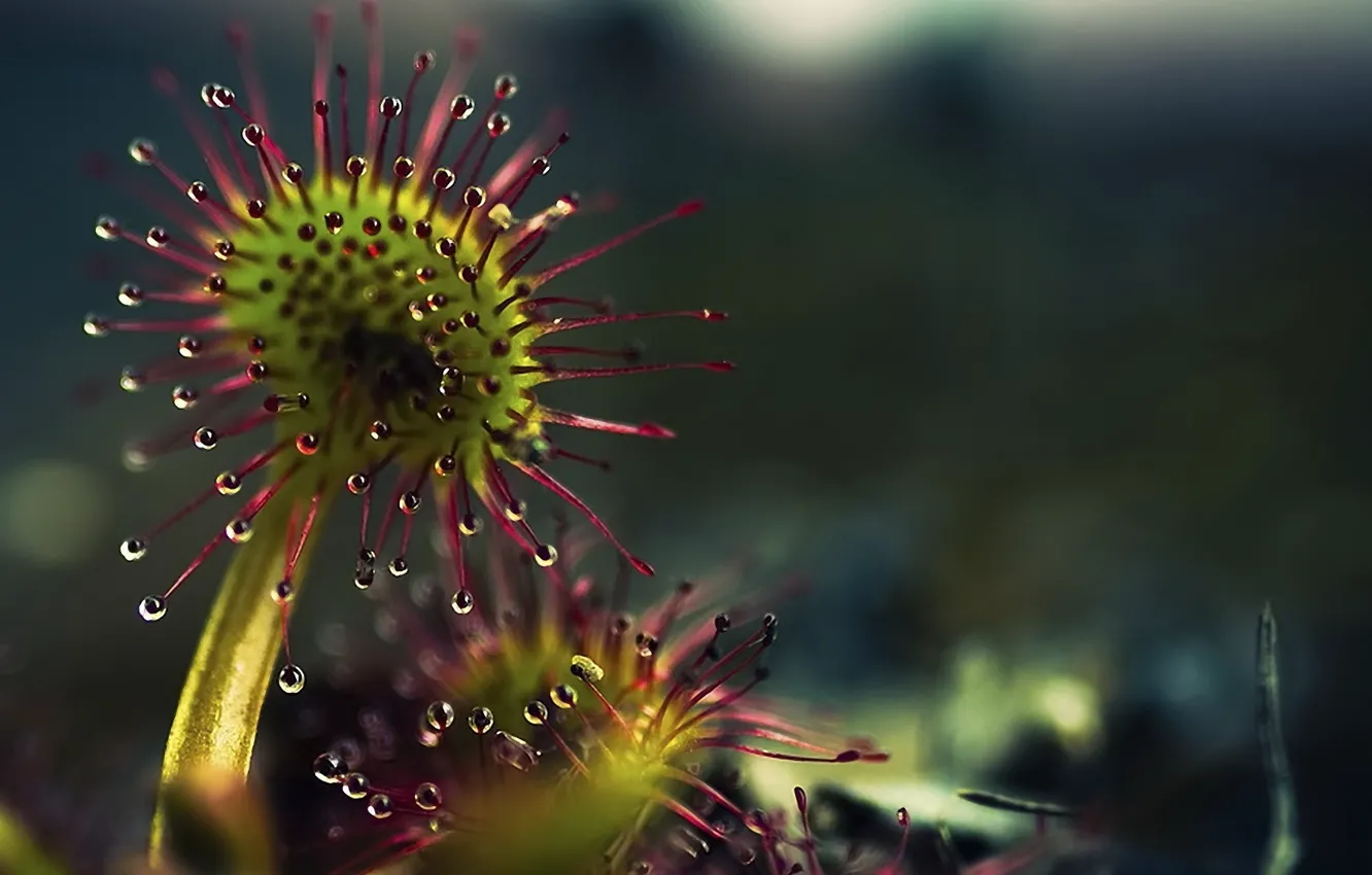 Photo wallpaper drops, plant, predator, liquid, substance, INSECTIVOROUS