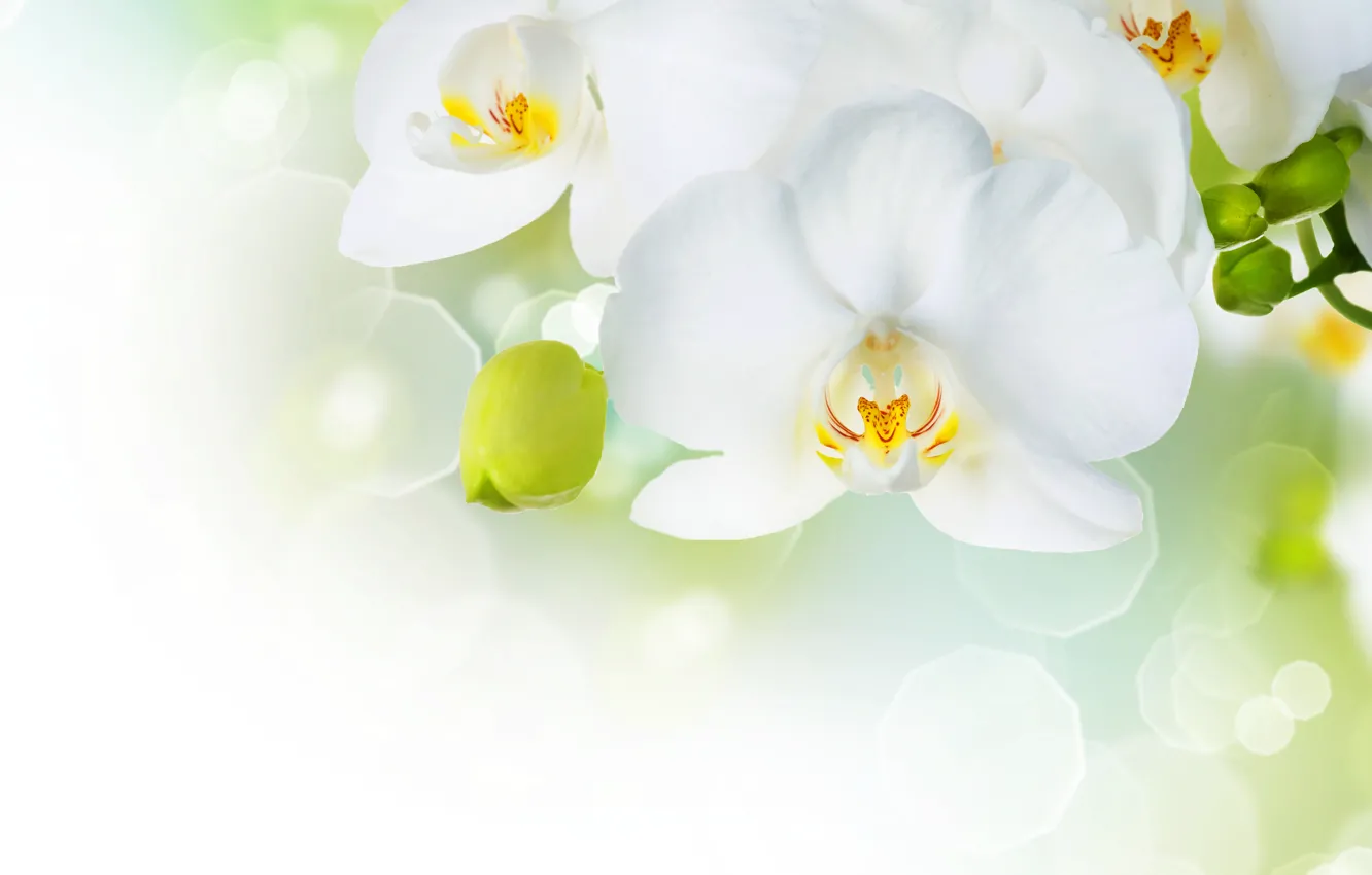 Photo wallpaper white, flowers, tenderness, beauty, petals, white, buds, Orchid