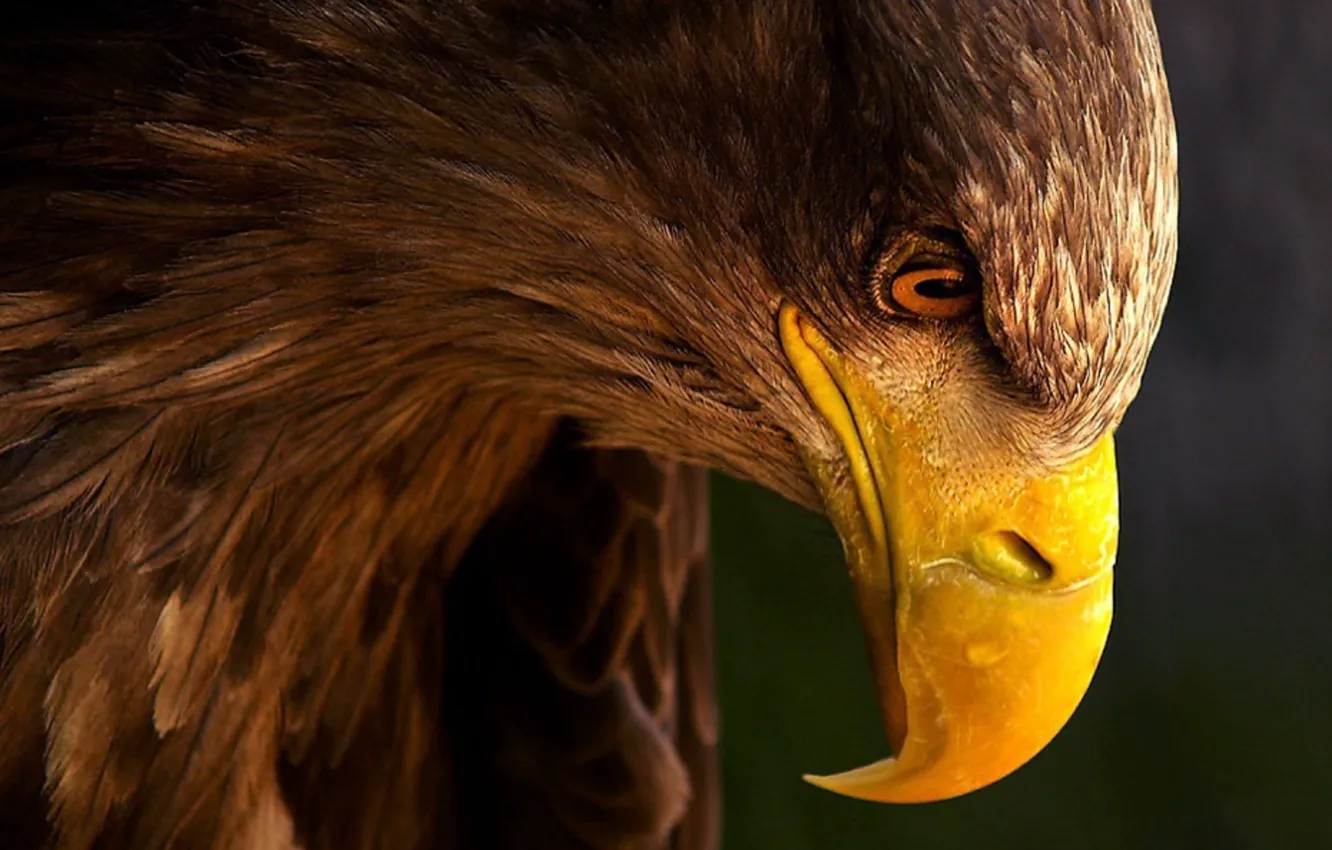 Photo wallpaper look, eagle, beak, profile