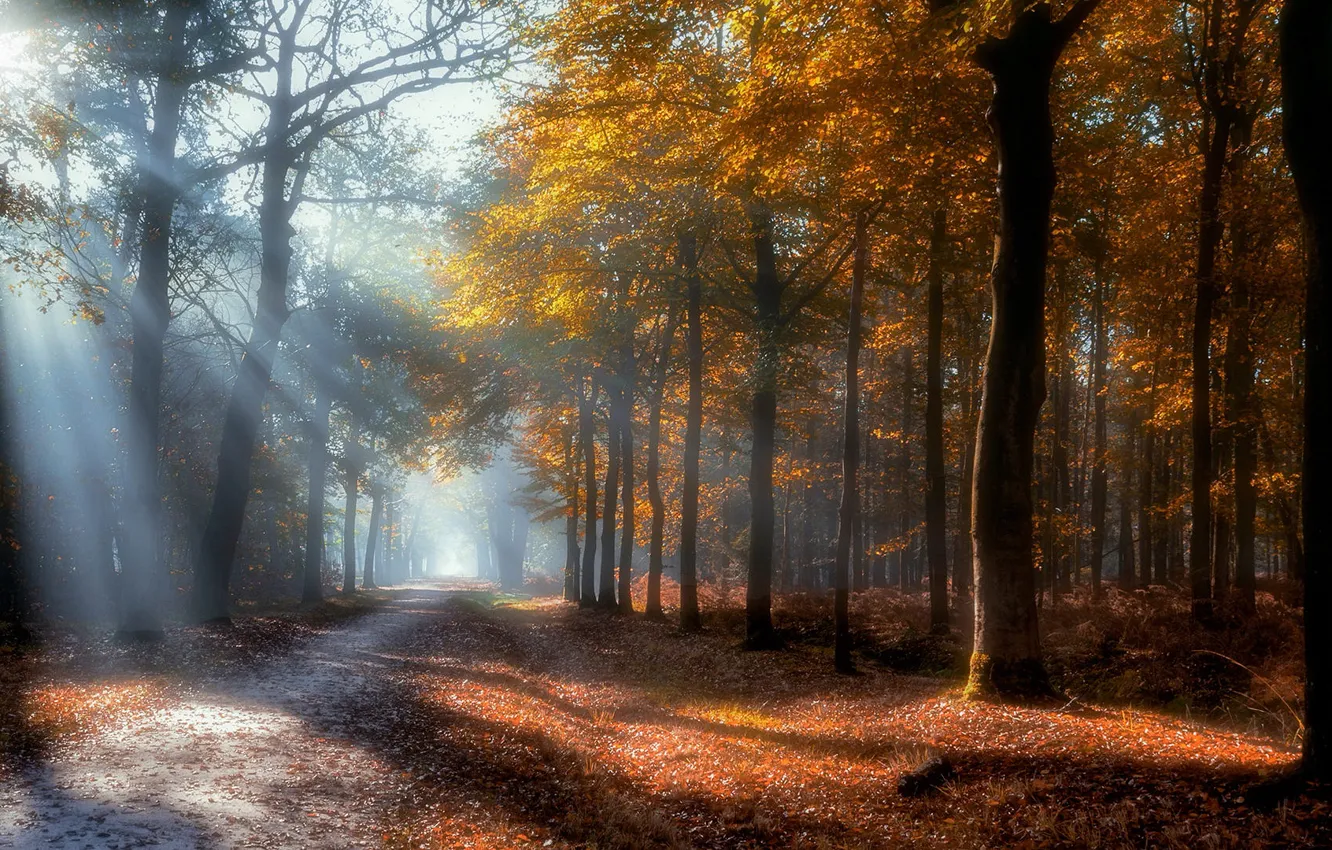 Photo wallpaper autumn, forest, the sun, rays, light, trees, branches, fog