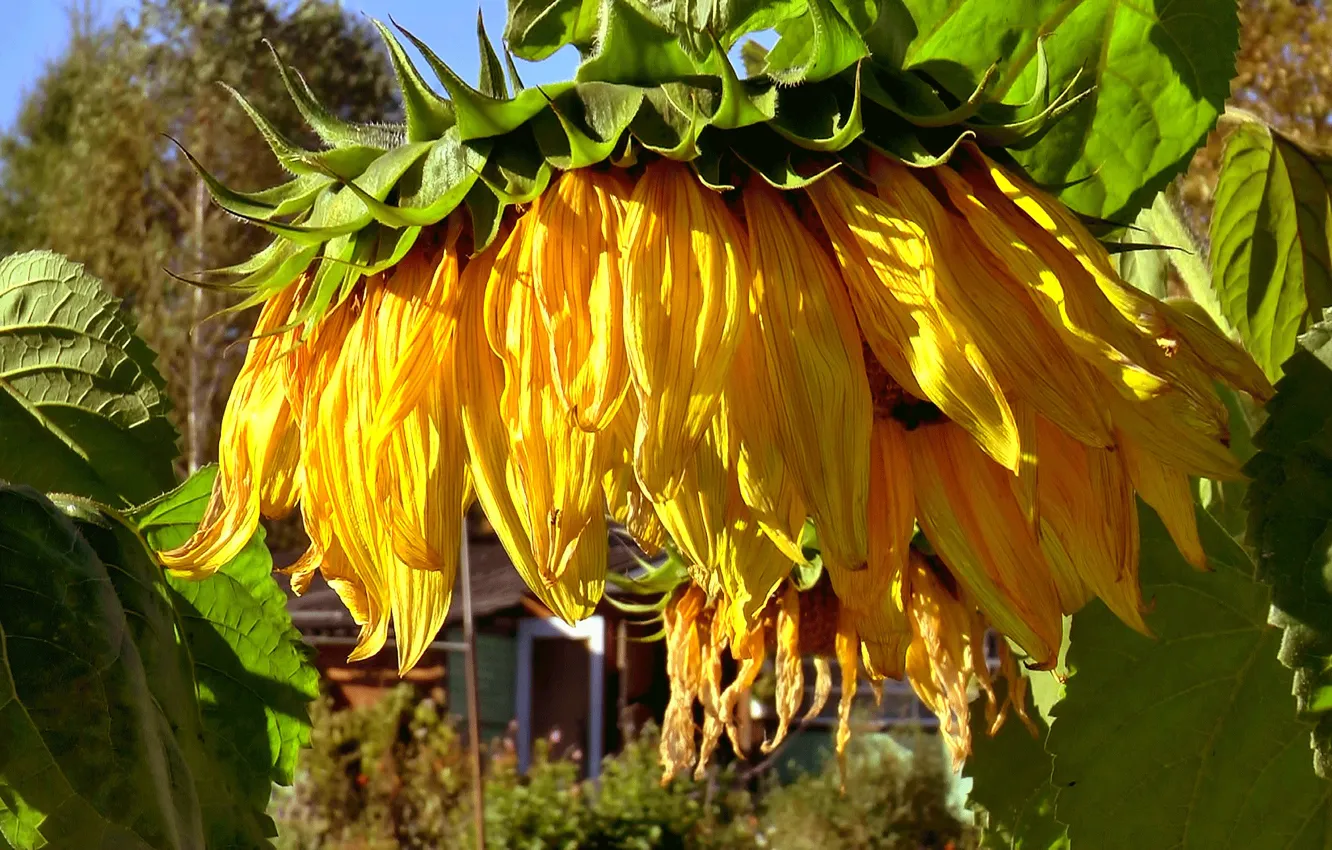 Photo wallpaper summer, sunflowers, village, Siberia, flower yellow
