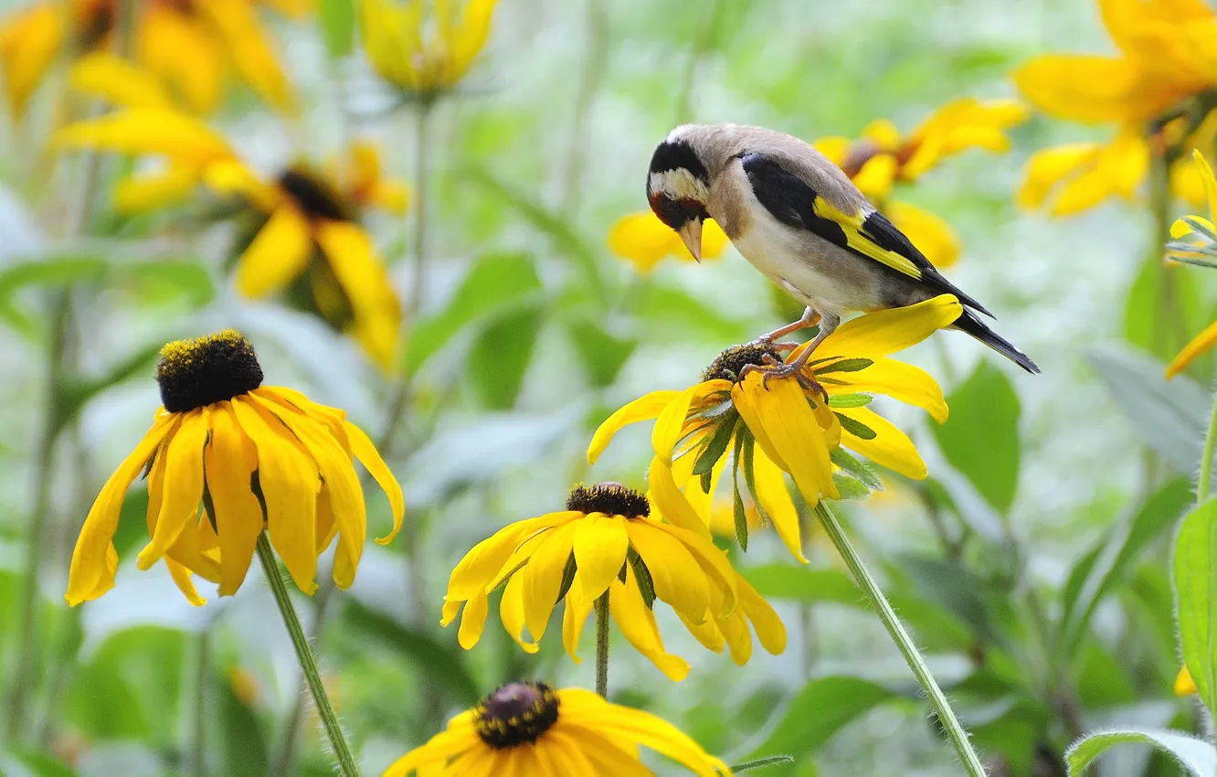 Photo wallpaper field, flowers, bird, yellow, goldfinch, rudbeckia