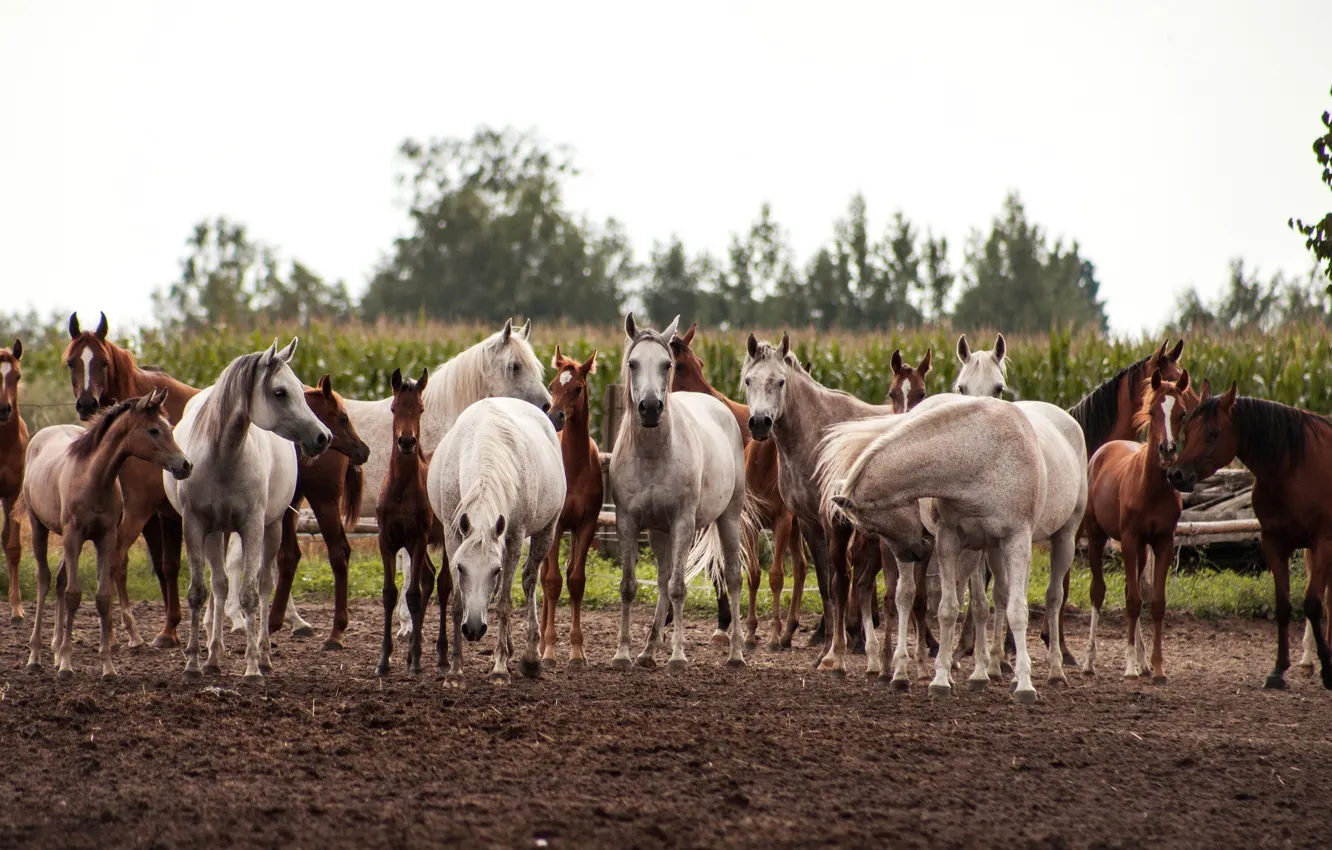 Photo wallpaper field, horse, horse, the herd