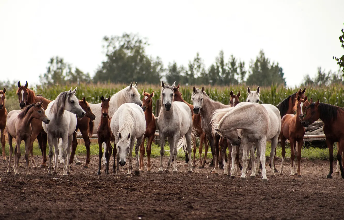 Photo wallpaper field, horses, horse, the herd