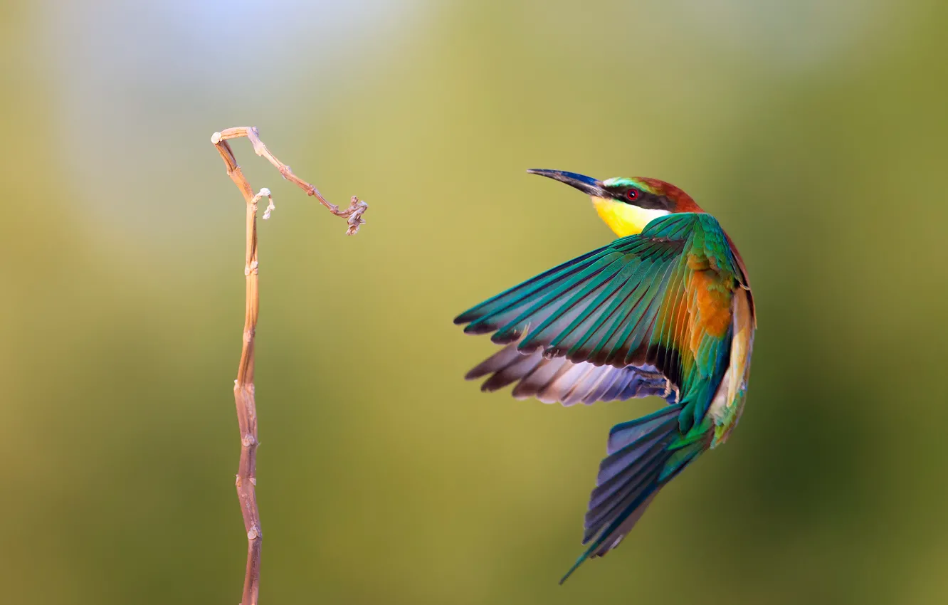 Photo wallpaper bird, branch, flight, Golden bee-eater, By Alkassim, cheloeka