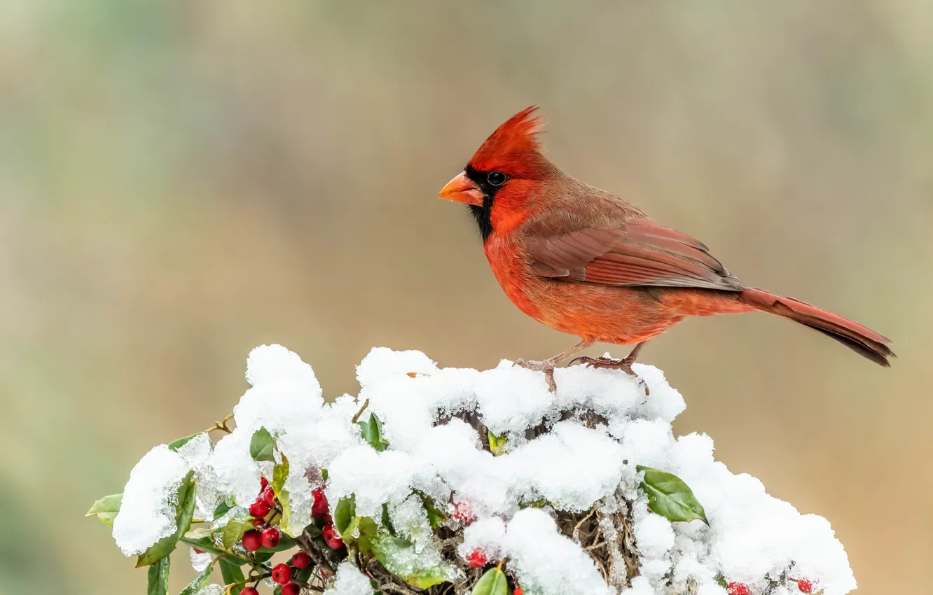 Photo wallpaper winter, snow, berries, background, bird, bird, the bushes, cardinal