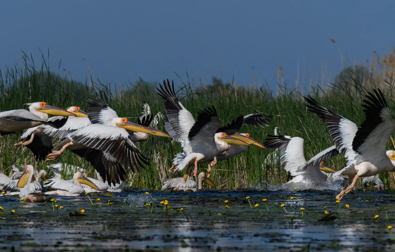 Photo wallpaper flight, birds, shore, pack, pond, a lot, pelicans, Pelican