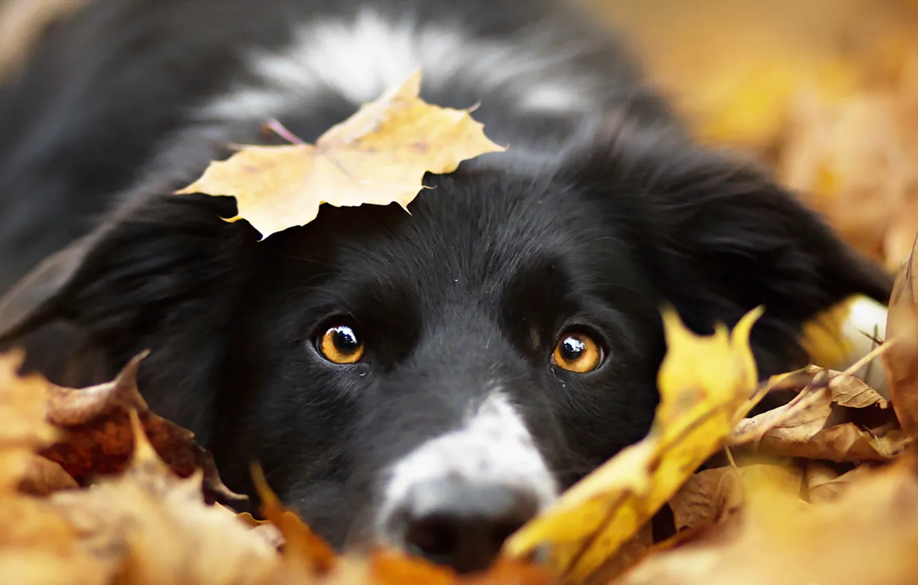 Photo wallpaper look, each, dog