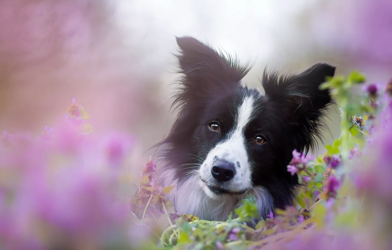 Photo wallpaper look, nature, each, dog