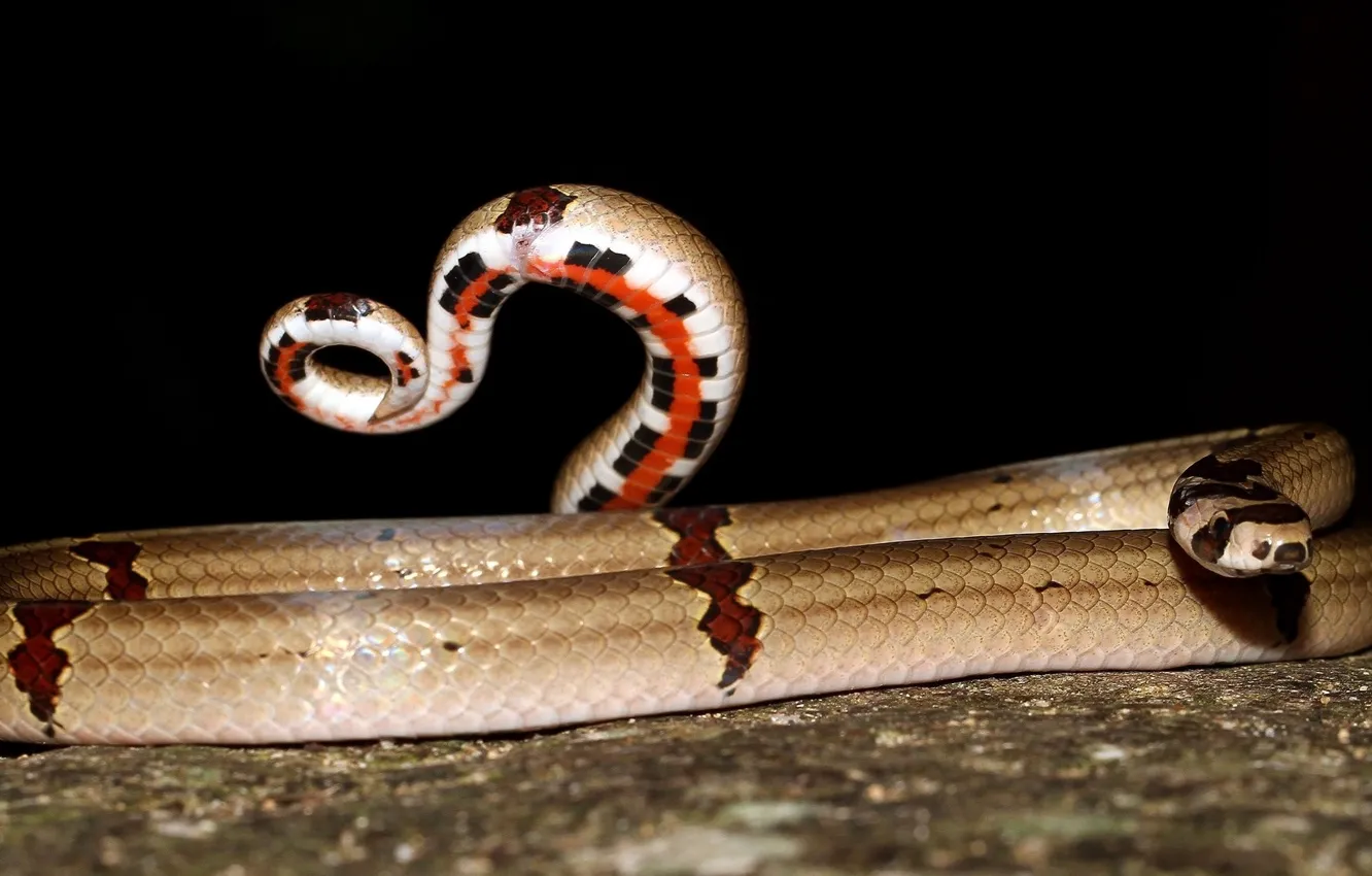 Photo wallpaper snake, ring, hook