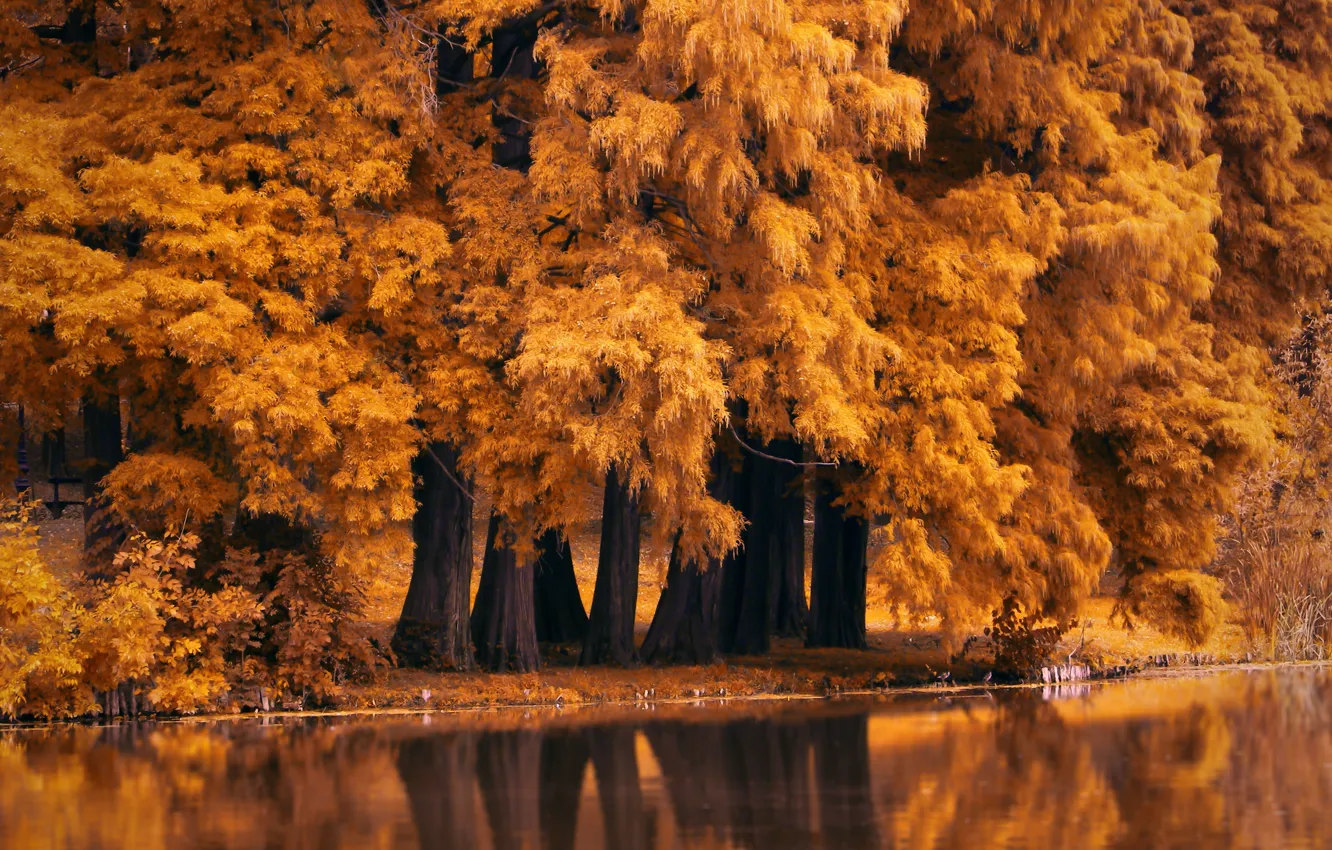 Photo wallpaper nature, autumn, Autumn Fall Nature