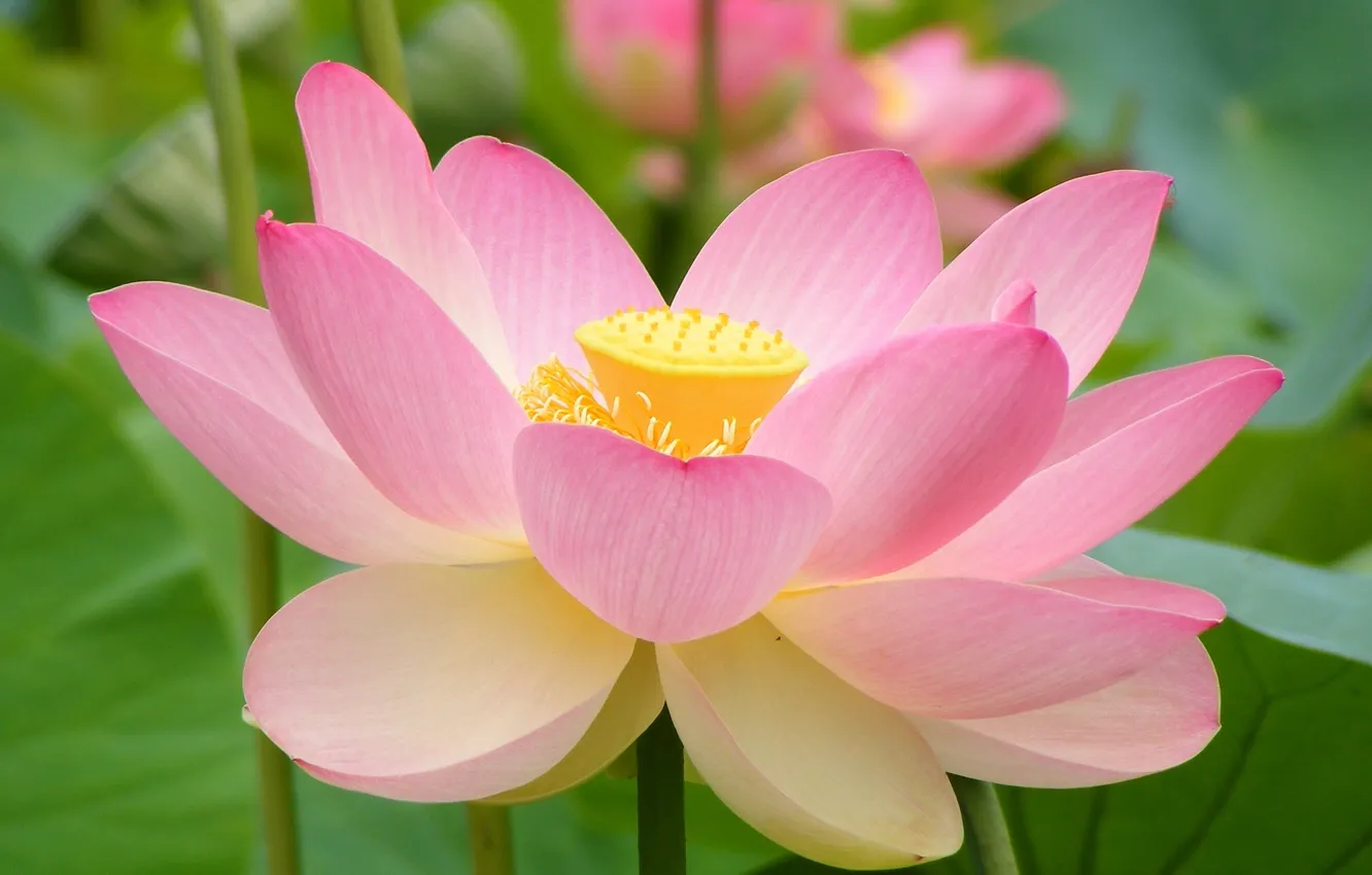 Photo wallpaper flowers, nature, petals, Lotus