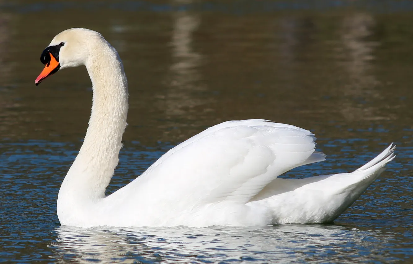 Photo wallpaper white, water, swans, floats