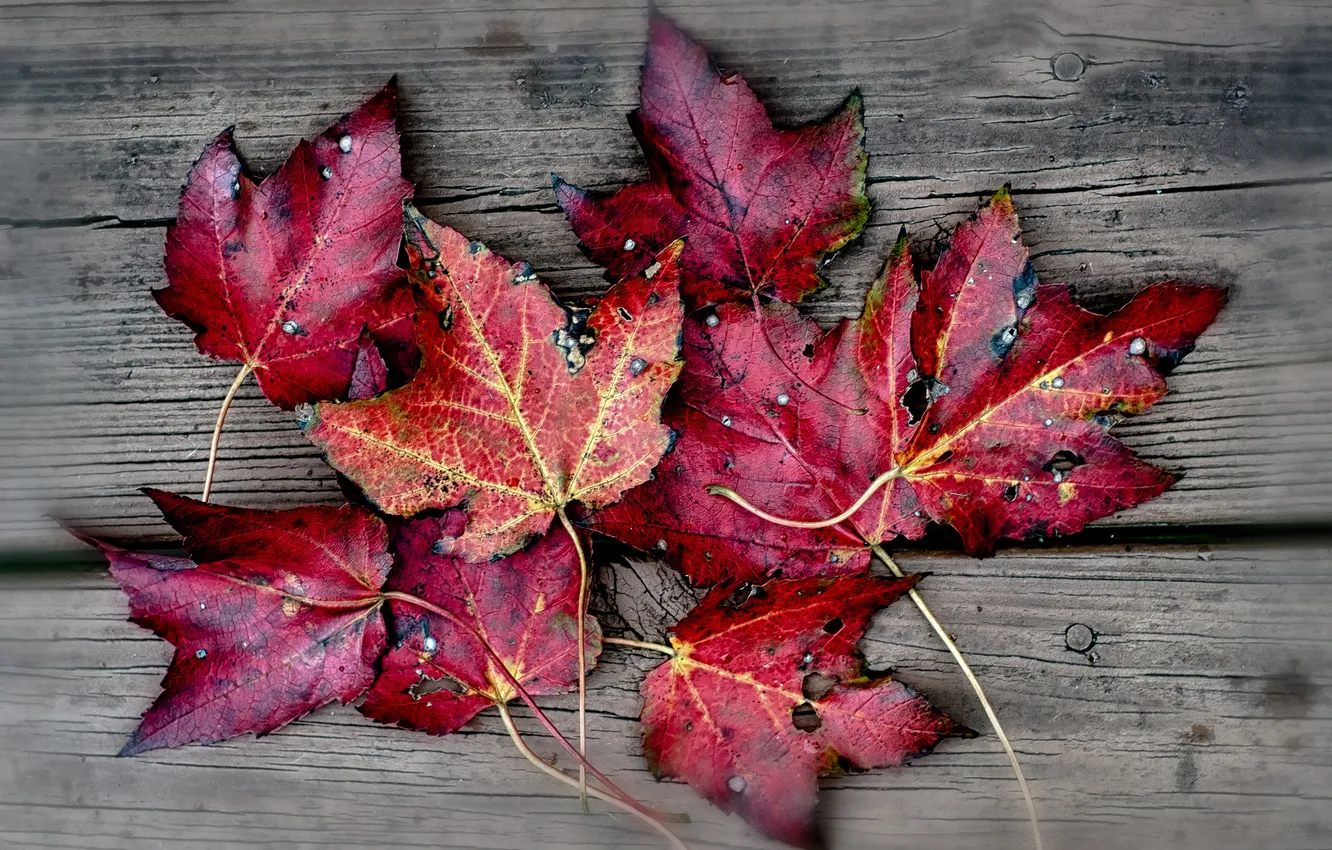 Photo wallpaper leaves, red, background, autumn