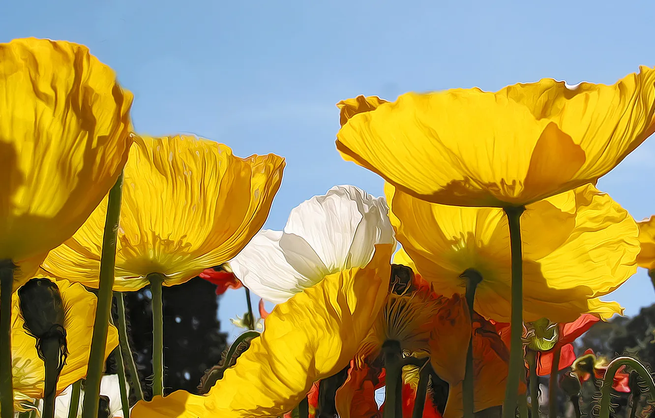 Photo wallpaper field, macro, rendering, figure, Maki, vector, petals, meadow