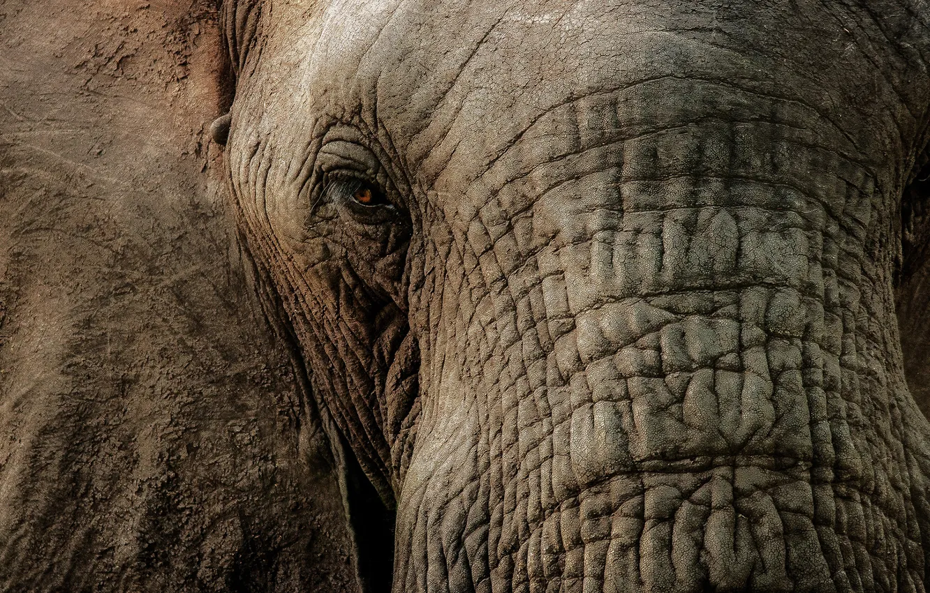 Photo wallpaper eyes, elephant, trunk, large