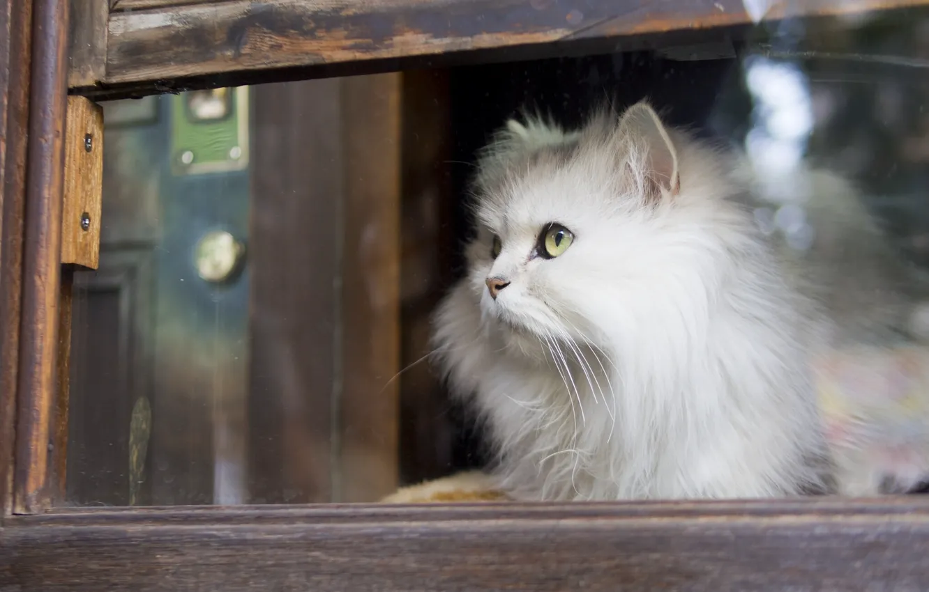 Photo wallpaper cat, look, fluffy, window, white cat