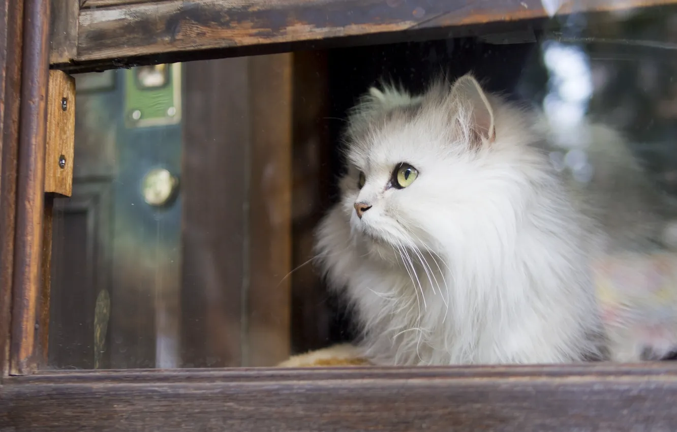 Photo wallpaper cat, look, window, fluffy, white cat