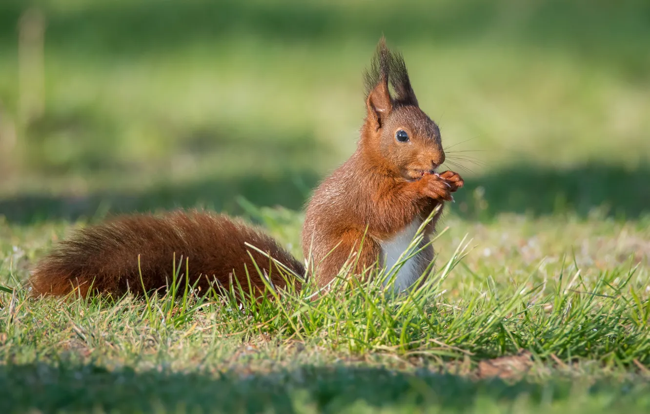 Photo wallpaper grass, light, glade, protein