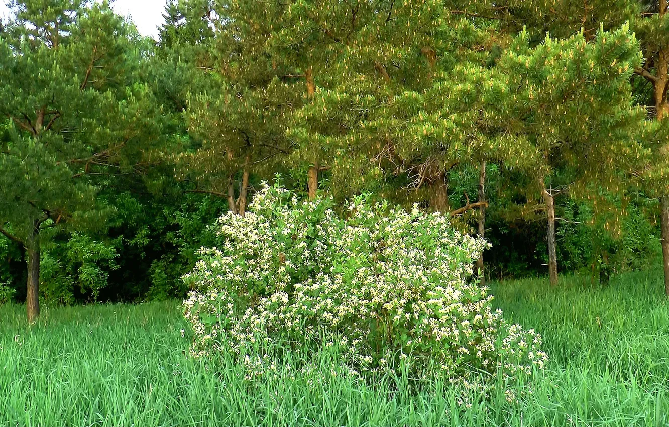 Photo wallpaper forest, Bush, spring, may, pine, Flowering, Siberia