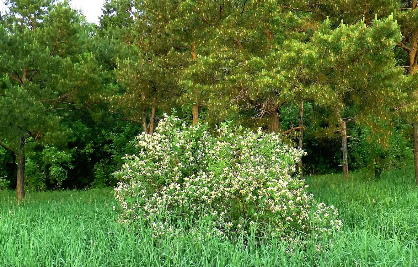 Photo wallpaper forest, spring, may, flowering, the bushes, pine, Siberia