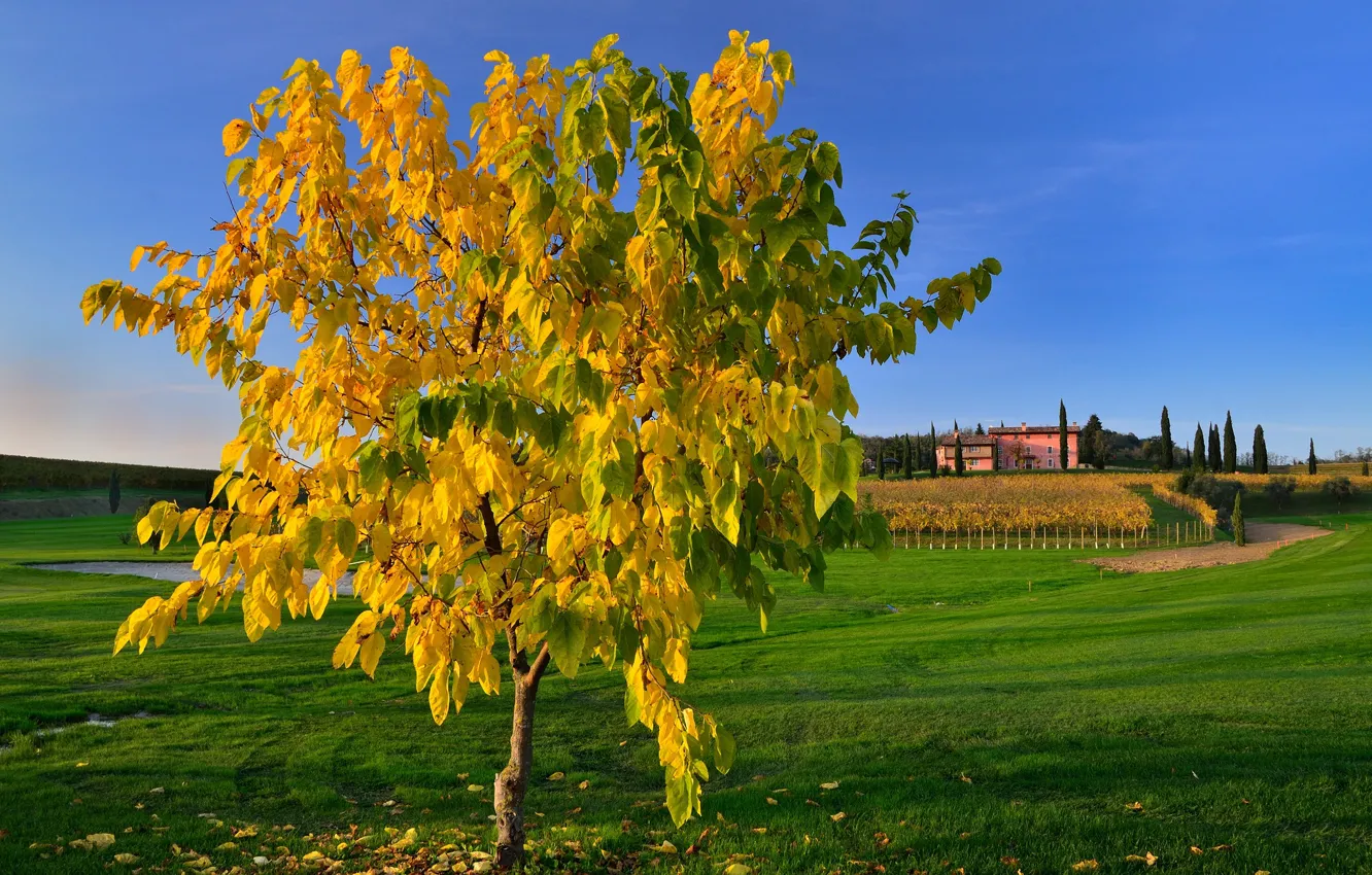 Photo wallpaper autumn, trees, Italy, Venezia Giulia, Friuli