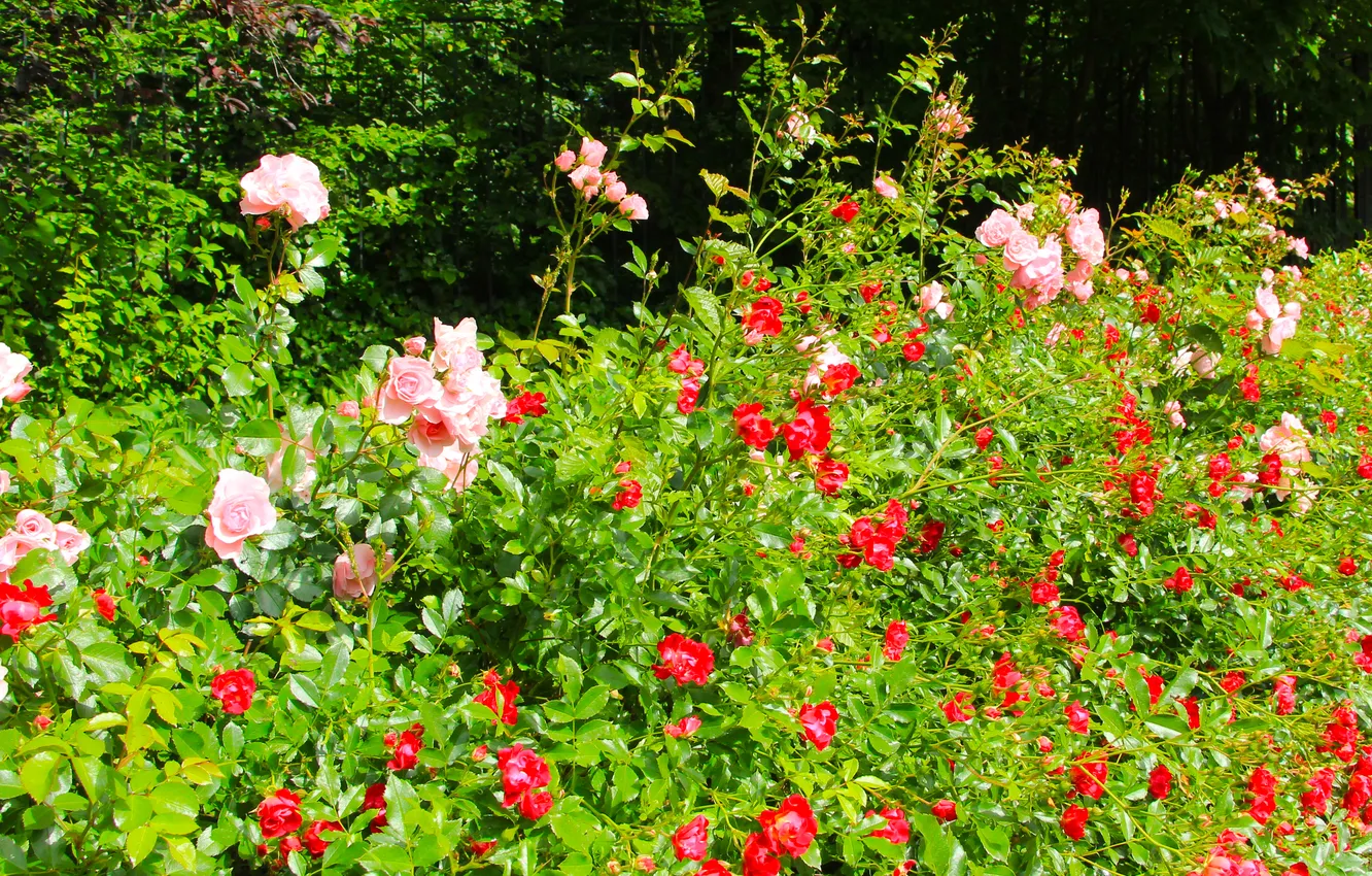 Photo wallpaper flower, garden, roses