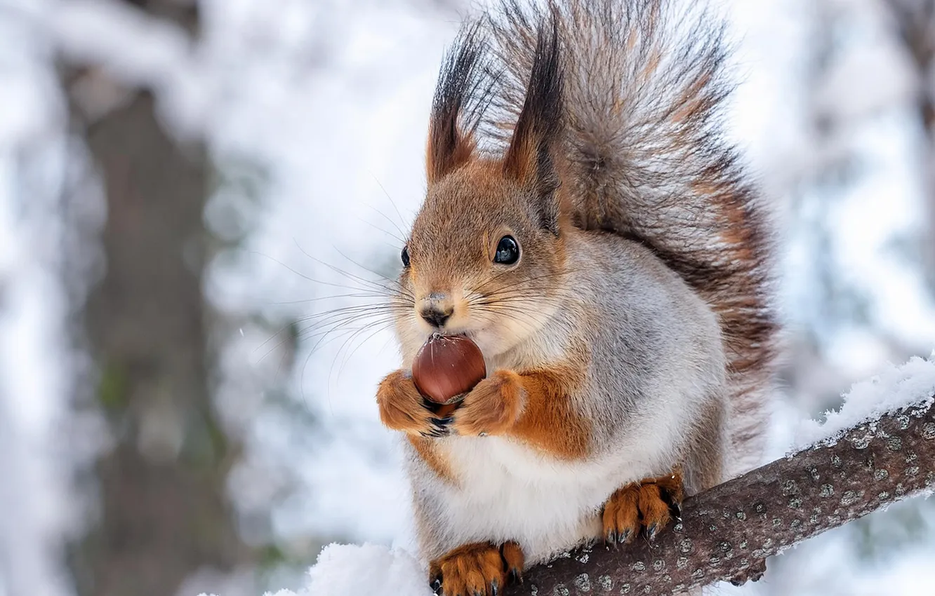 Photo wallpaper winter, snow, branches, legs, protein, nuts, meal, AI art