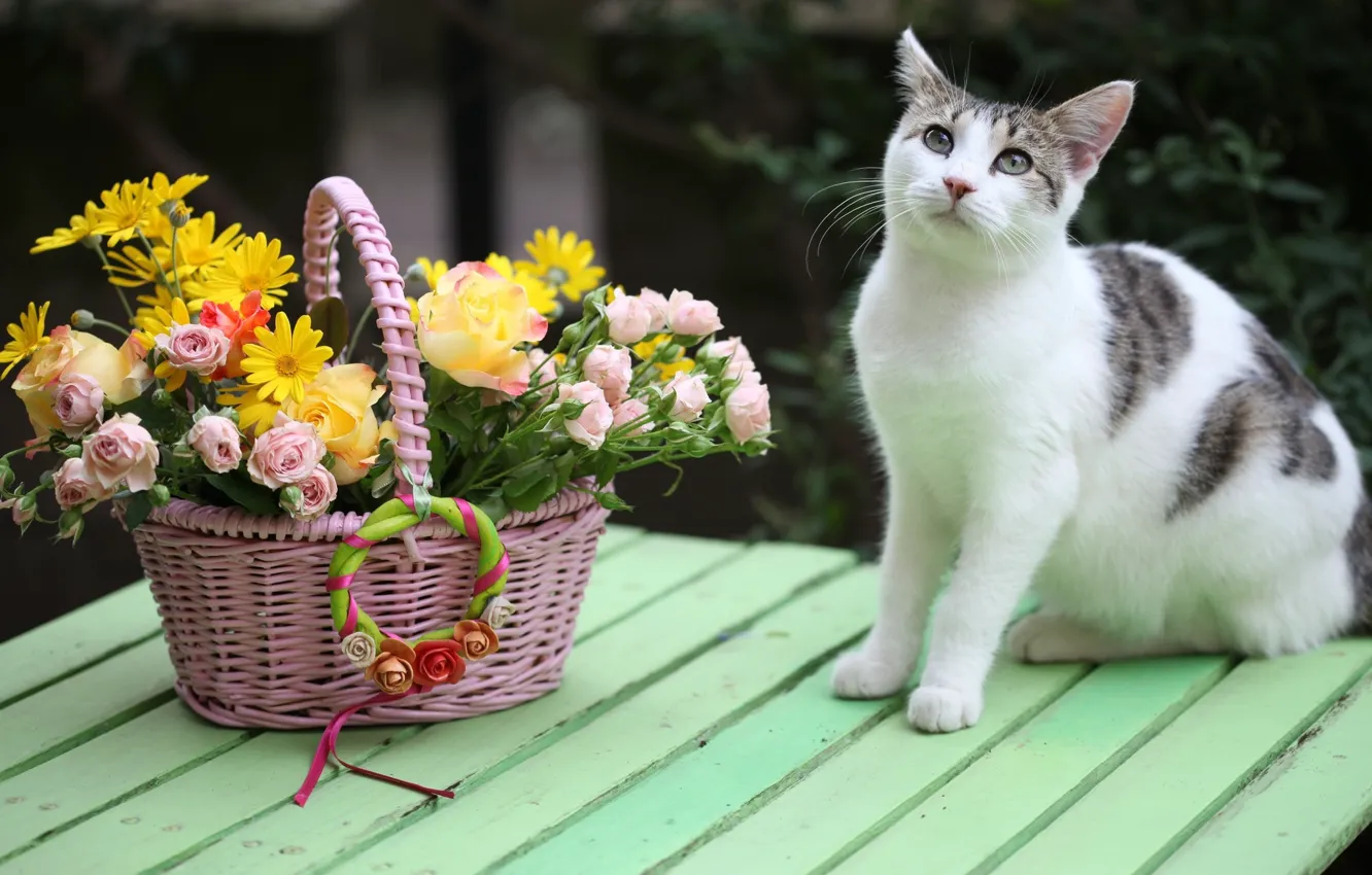 Photo wallpaper cat, cat, bouquet