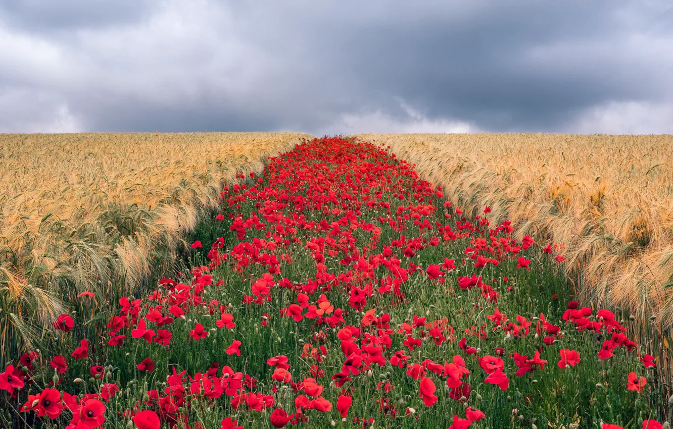 Photo wallpaper field, the sky, clouds, flowers, red, strip, rye, Maki