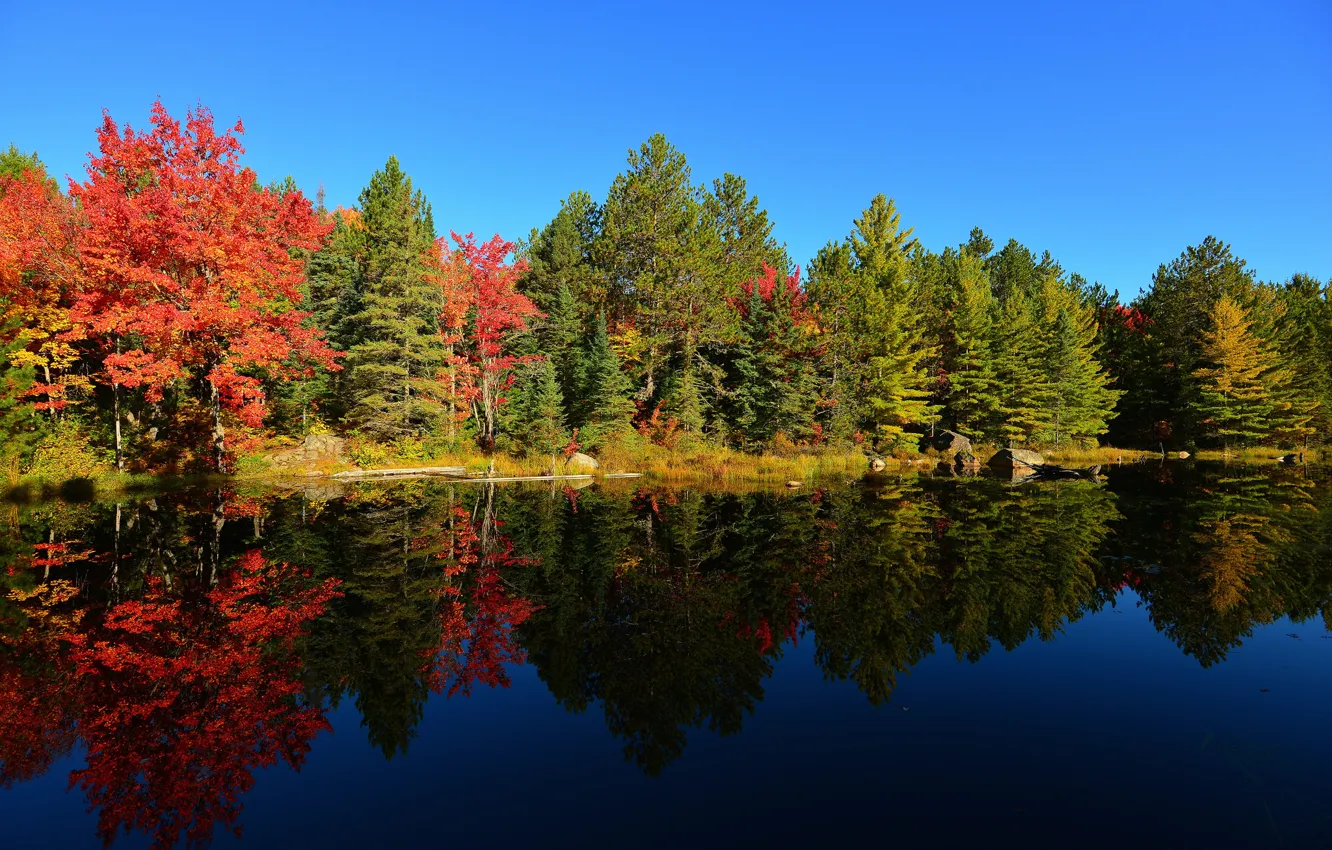Photo wallpaper autumn, forest, the sky, trees, sunset, lake, pond
