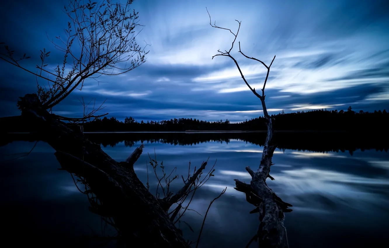 Photo wallpaper trees, night, lake
