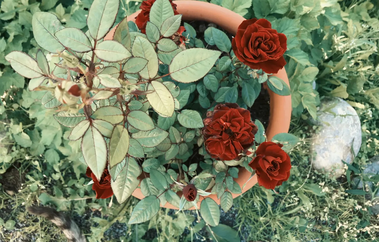 Photo wallpaper leaves, flowers, nature, roses, beauty, pot, a pot of zvetam