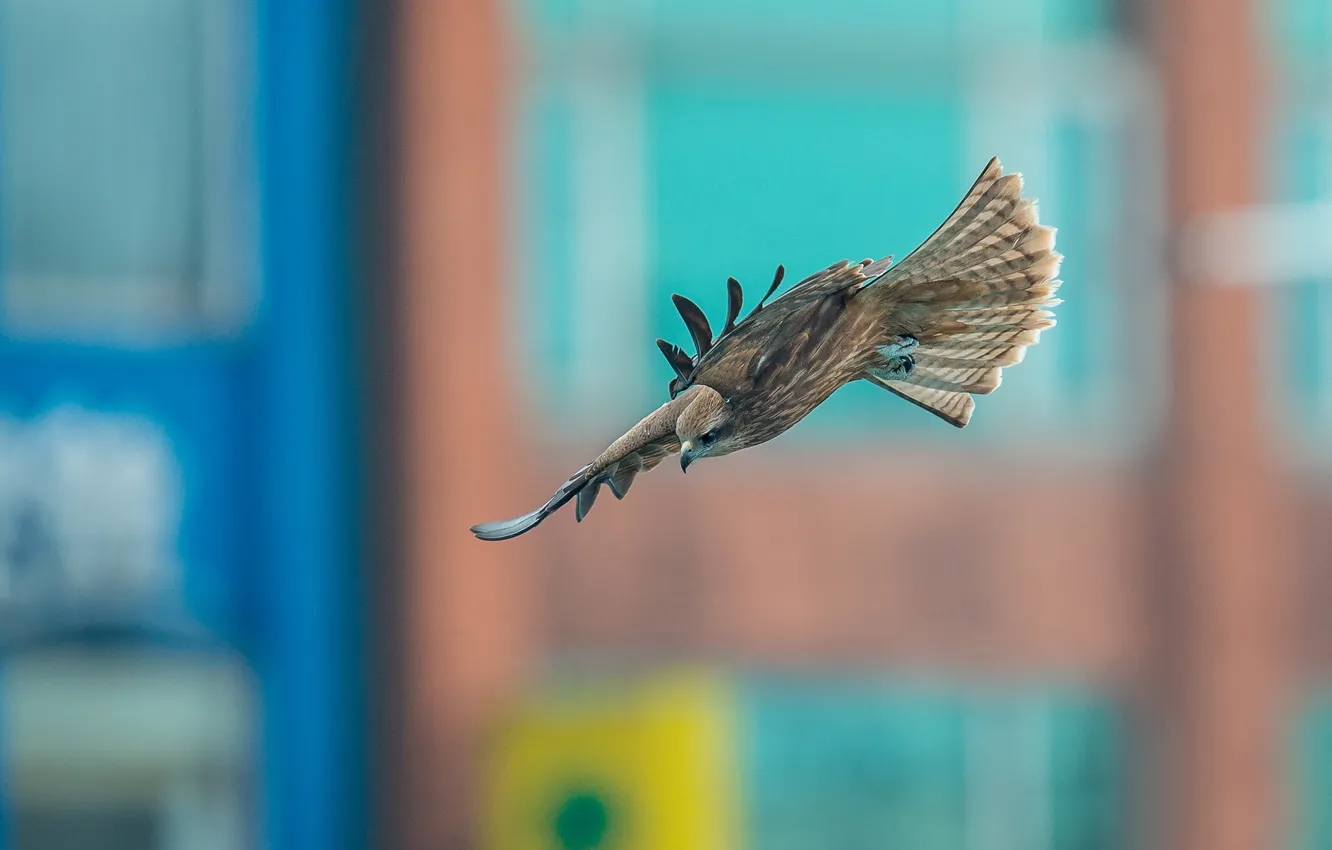 Photo wallpaper flight, background, bird, predator, hawk