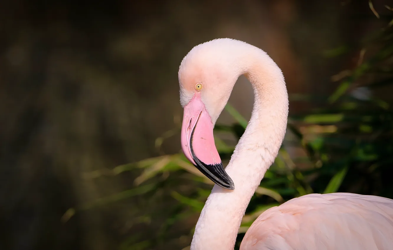 Photo wallpaper bird, Flamingo, pink flamingos