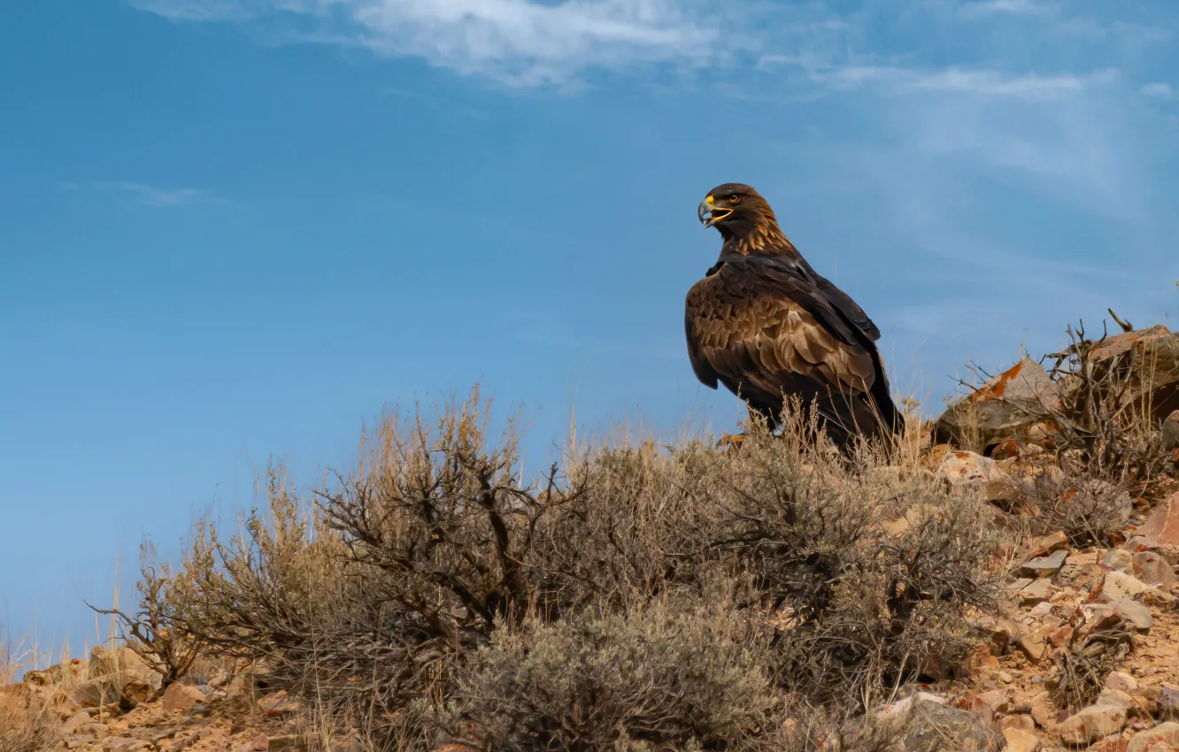 Photo wallpaper the sky, bird, eagle