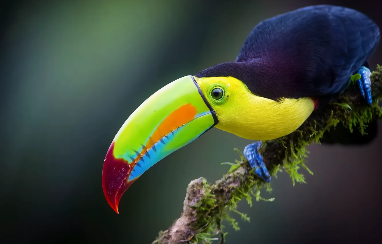 Photo wallpaper bird, branch, jungle, Toucan, Iridescent Toucan