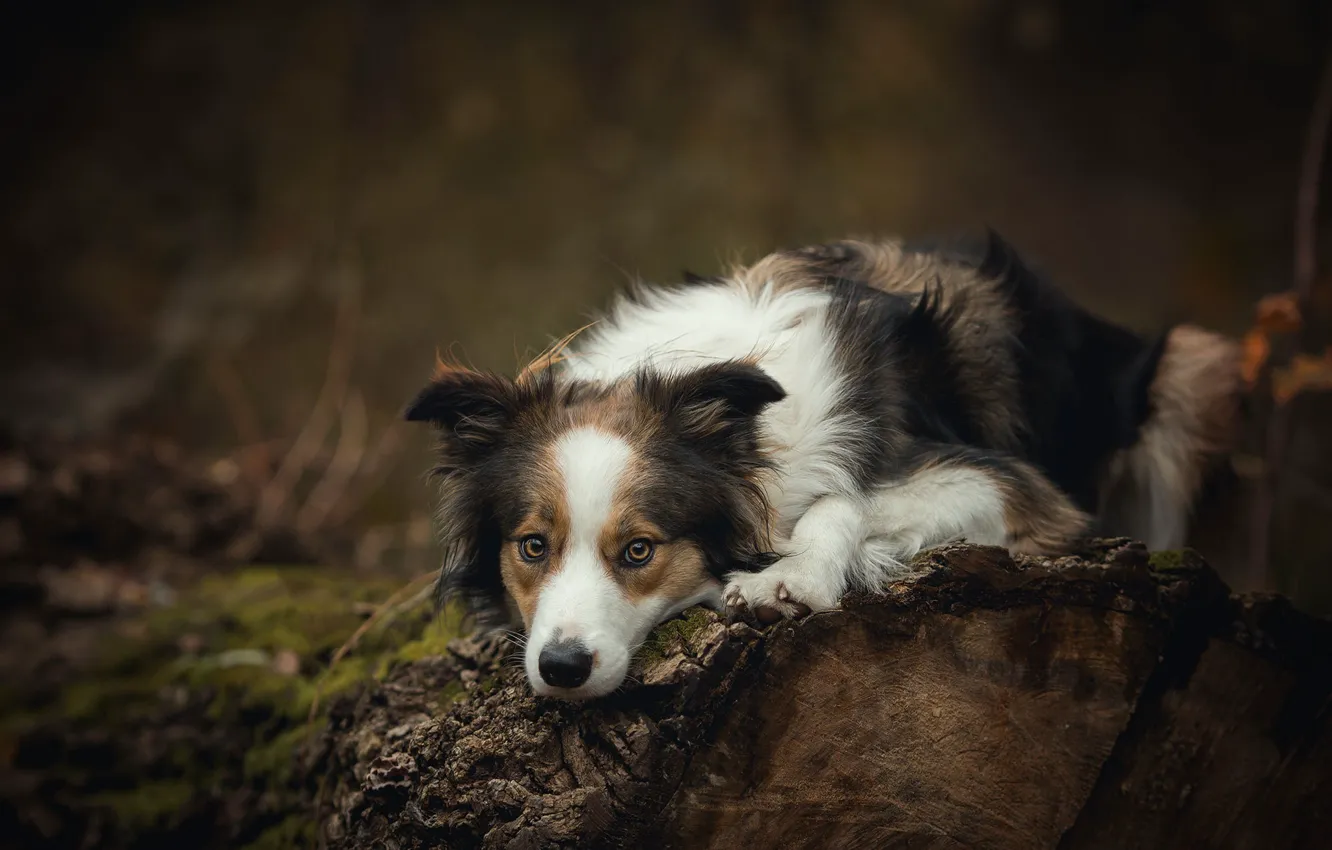Photo wallpaper nature, the dark background, tree, dog, lies, log, spotted