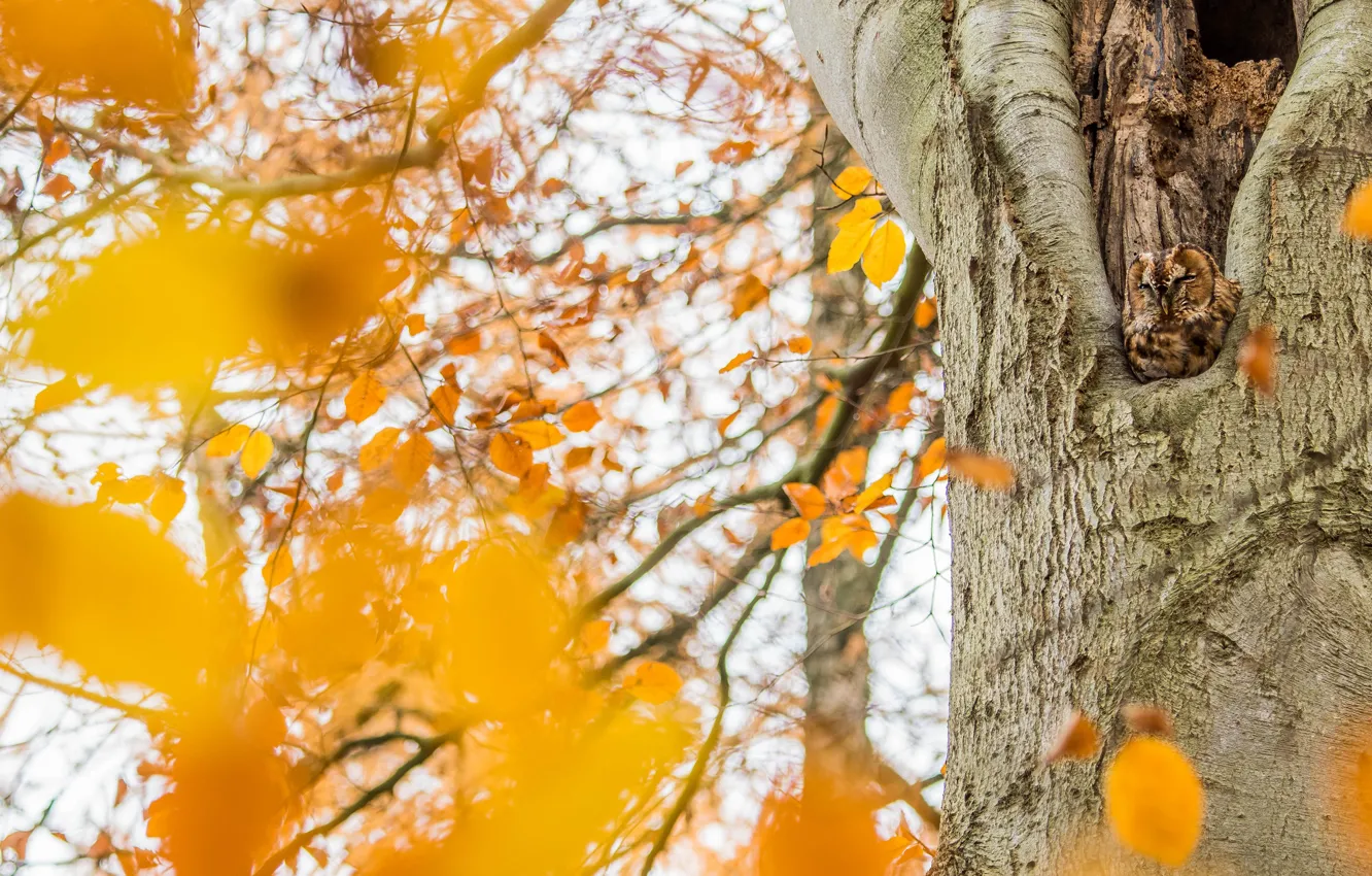 Photo wallpaper autumn, leaves, light, trees, branches, yellow, nature, owl