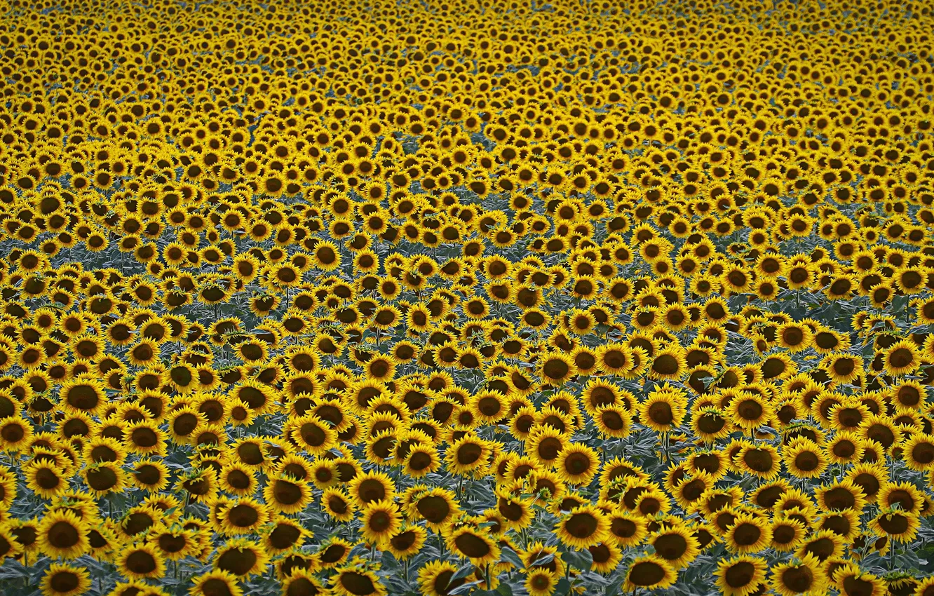 Photo wallpaper field, sunflowers, agriculture