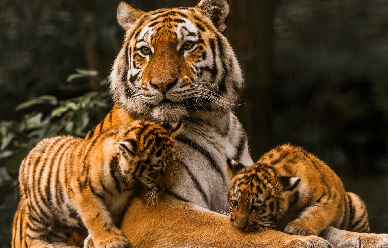 Photo wallpaper tiger, tigress, tiger