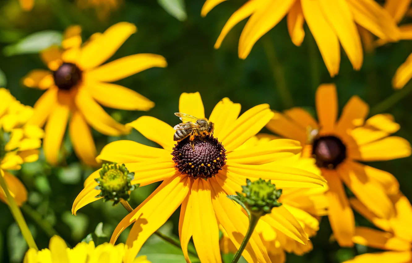 Photo wallpaper flowers, yellow, bee, rudbeckia
