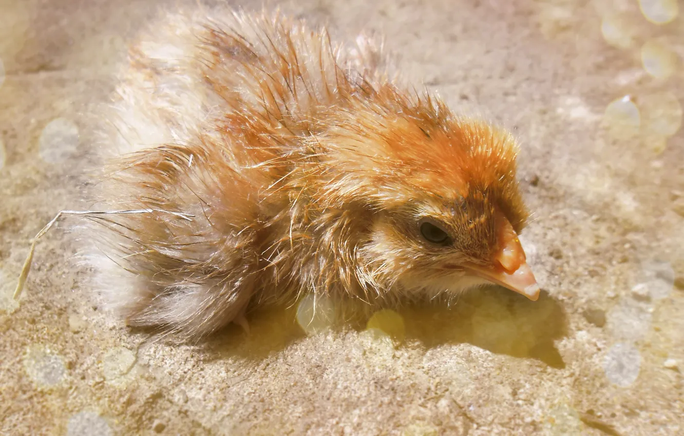 Photo wallpaper yellow, chickens, spring, small