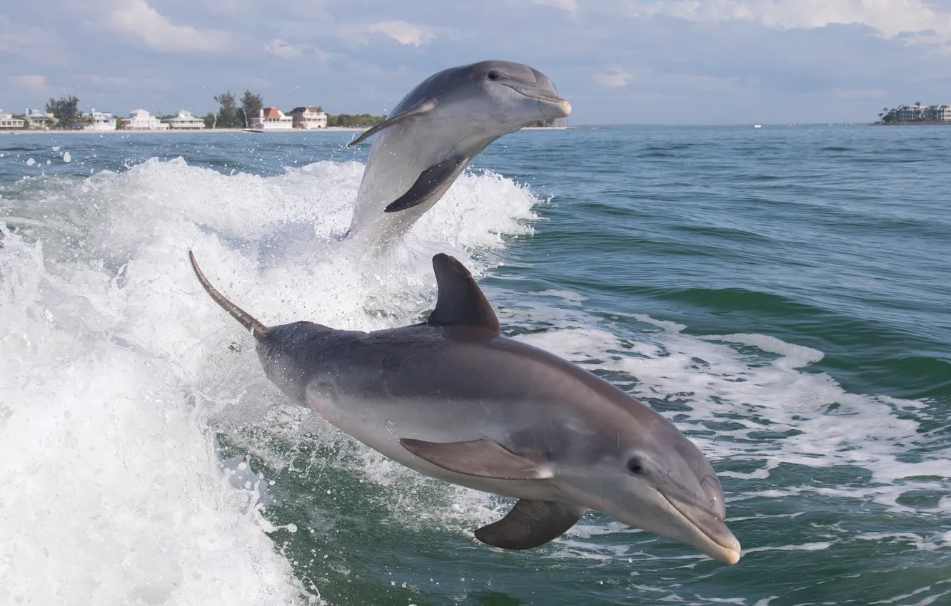 Photo wallpaper the ocean, dolphins, bottlenose dolphins