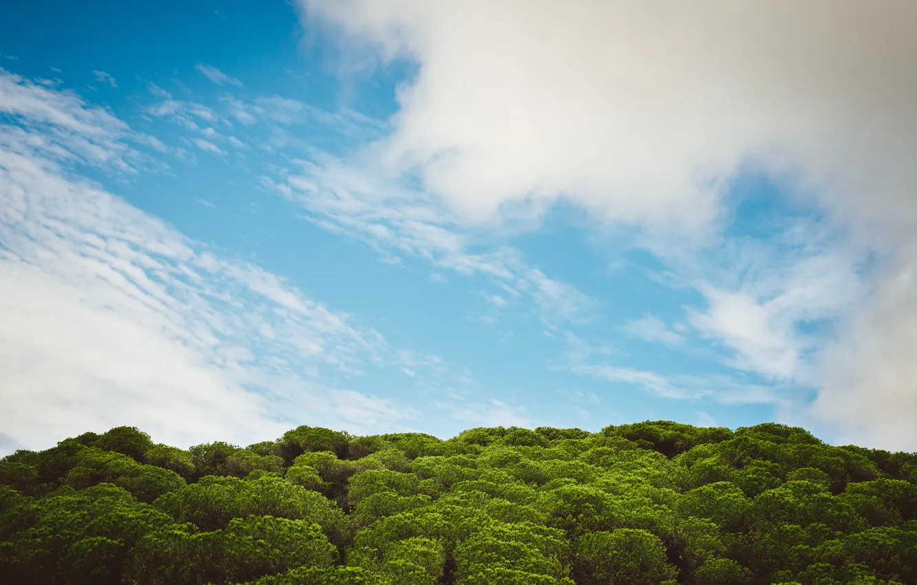 Photo wallpaper the sky, clouds, trees