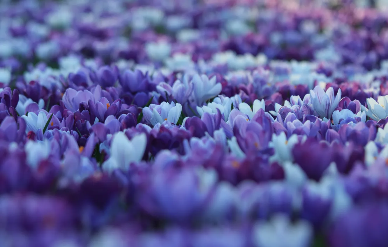 Photo wallpaper flowers, glade, spring, blur, crocuses