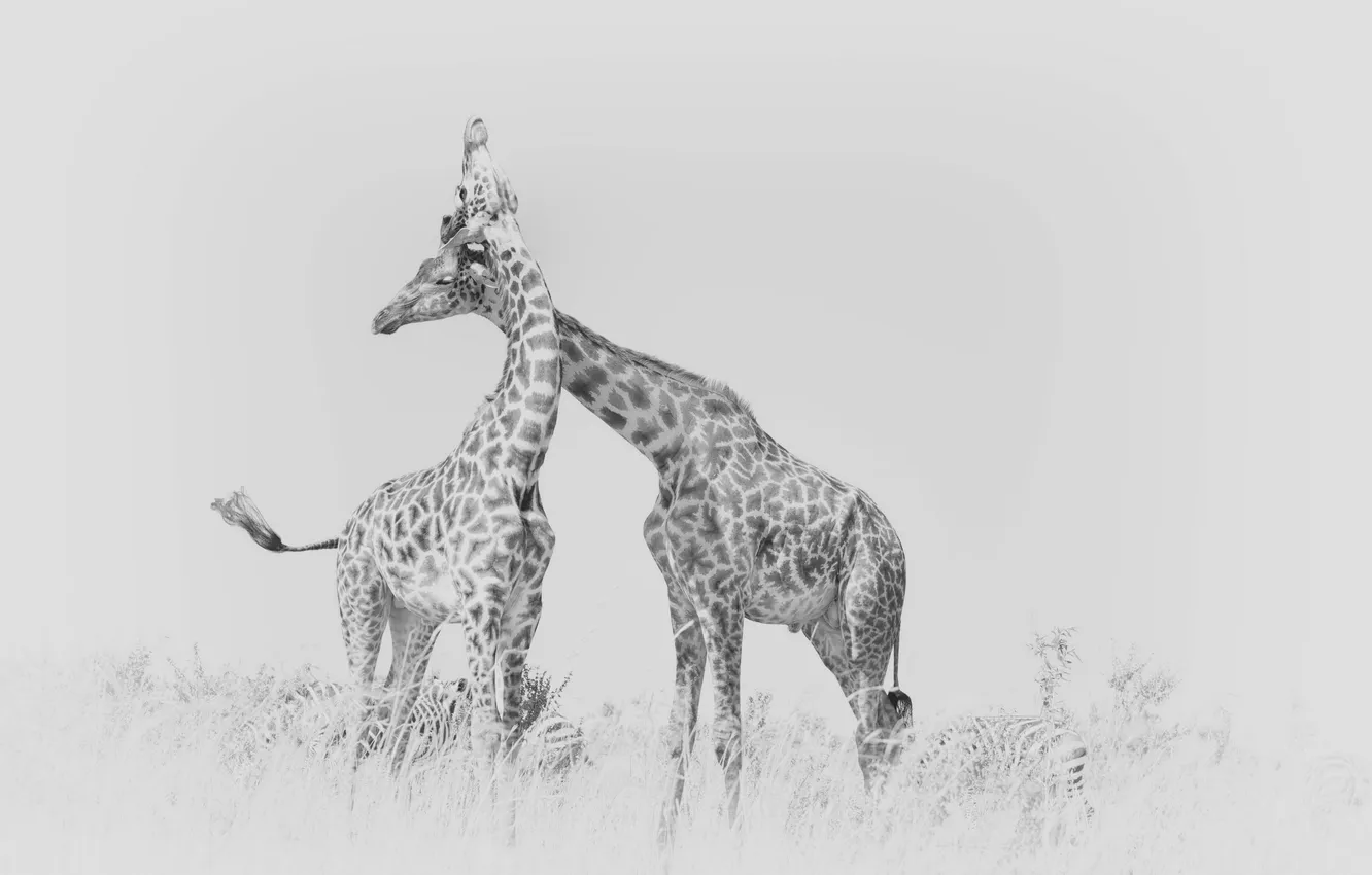 Photo wallpaper nature, background, giraffes