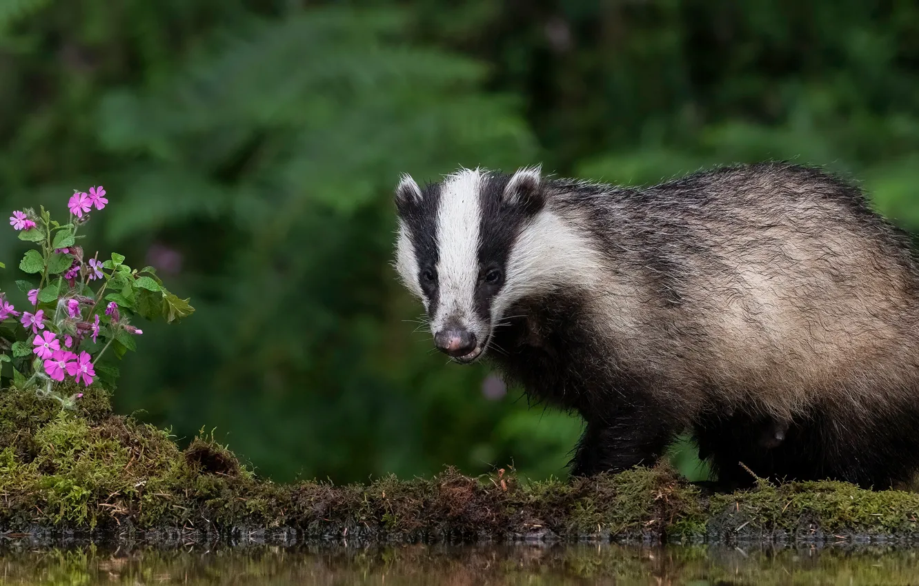 Photo wallpaper flowers, pond, badger