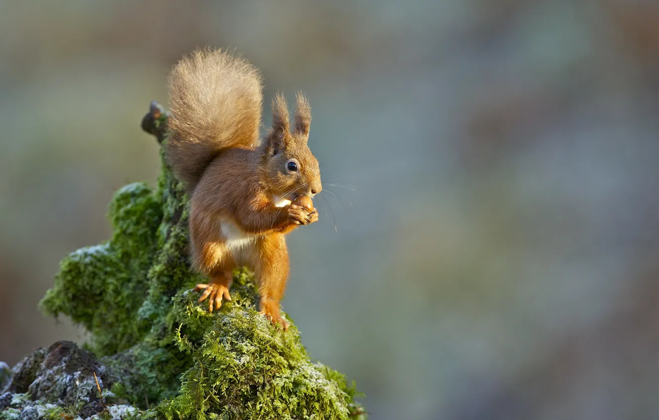 Photo wallpaper stones, moss, protein, nuts