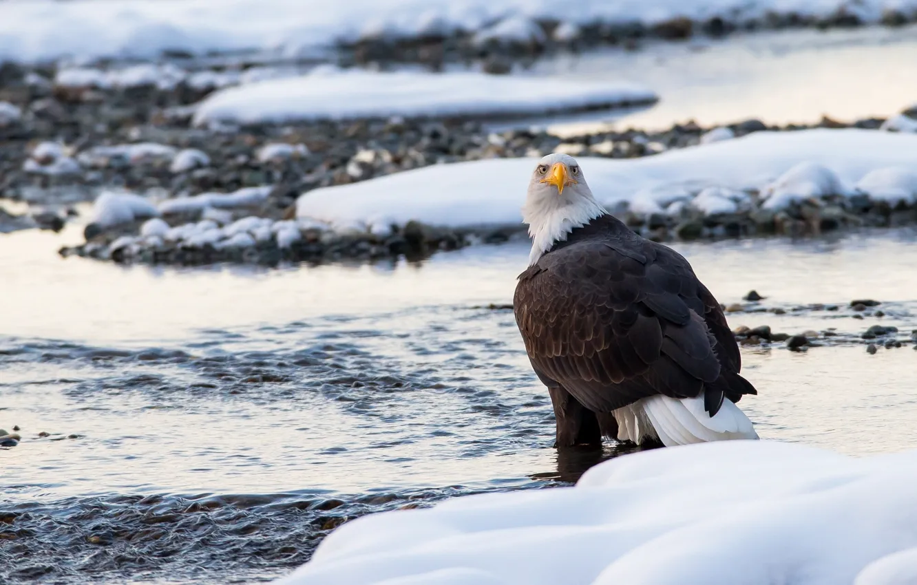 Photo wallpaper winter, snow, bird, predator, bald eagle